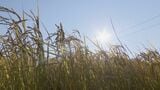 刈った所から稲が…！一度の田植えで二度収穫 コメの収穫量は1.5倍に 味は?見た目は? 地球温暖化を逆手に取った｢再生二期作｣|TBS NEWS DIG