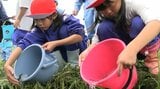 「大きく元気になってほしいです」小学生が環境保全活動の一環でヤマメの稚魚放流 岩手・釜石市|TBS NEWS DIG