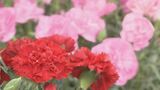 母の日のカーネーションどうすれば長持ちする?花屋さんに聞いてみた 鉢植えは窓辺に 切り花は直接日光が当たらない場所に【チャント!調査隊】 | 名古屋・愛知・岐阜・三重のニュース【CBC news】 | CBC web