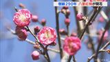 紅色が花が一足早く春告げる 樹齢290年の八重紅梅が開花 | 名古屋・愛知・岐阜・三重のニュース【CBC news】 | CBC web