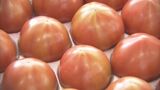 「優しい味に仕上がっております」　人気ブランド！大原トマト出荷　鳥取県・倉吉市　|　BSSニュース | BSS山陰放送
