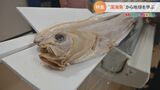 「第6の絶滅が来ている…」警鐘を鳴らす研究者 “リュウグウノツカイ”に隠された未来を変えるヒント|TBS NEWS DIG