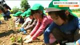 「掘るのは簡単だけど植えるのが難しい」保育園児がサツマイモの苗を植える 宮城・白石市|TBS NEWS DIG