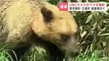 国道沿いにクマ出没 北海道厚沢部町で撮影 食害現場には親子グマとみられる2種類の足跡、新たにスイカ15個被害「やられちゃった」北海道南部 | 北海道のニュース|HBC北海道放送