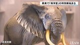 動物に昆虫、あの人気キャラも リアルな作品ずらり 海洋堂の特別展始まる | 愛媛のニュース - Nスタえひめ|あいテレビは6チャンネル