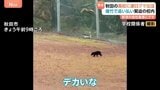 秋田2日連続クマが高校に出没 校内では爆竹で追い払いも|TBS NEWS DIG