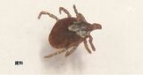 マダニにかまれたか?80代男性が重症熱性血小板減少症候群に感染 静岡県内では2023年3例目 | 静岡のニュース | SBSNEWS | 静岡放送