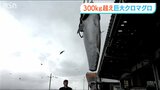 376kgの“黒いダイヤ” 過去に経験のない大物クロマグロに「お年玉をもらったような気持ち」新潟・佐渡市|TBS NEWS DIG