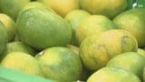 「食べやすいミカンに仕上がっています」極早生ミカン「日南1号」出荷始まる 青みがかった皮とさわやかな甘味=静岡・沼津市|TBS NEWS DIG