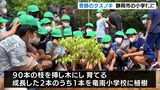 空襲を乗り越えた「奇跡のクスノキ」の苗木 77年の時を経て小学校に植樹=静岡市|TBS NEWS DIG