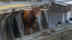 米ニュージャージーで線路に牛が迷い込む| TBS CROSS DIG with Bloomberg