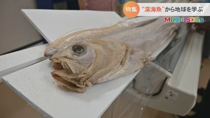 第6の絶滅が来ている…」警鐘を鳴らす研究者 “リュウグウノツカイ”に隠
