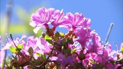 初夏の訪れを告げるミヤマキリシマが満開に えびの高原 | TBS NEWS DIG