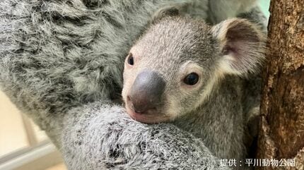 赤ちゃんコアラがこんにちは 平川動物公園で20頭目 | 鹿児島のニュース