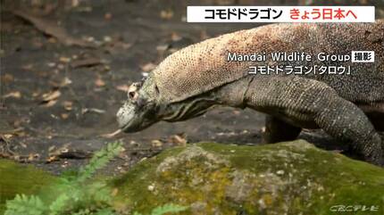 世界最大のトカゲ｢コモドドラゴン｣が日本に到着へ 
