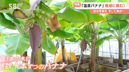 南国のフルーツを信州で栽培 安曇野産「温泉バナナ」への挑戦は