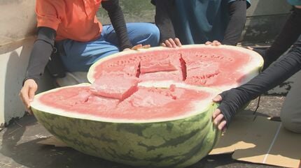 通常の10倍！82kgのジャンボスイカを10分で完食 アフリカゾウに涼を