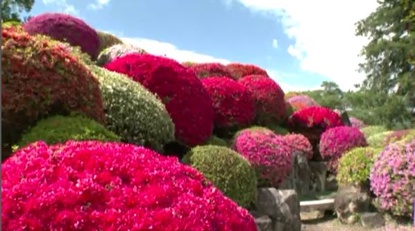 30種類3万株が競演！名所で知られる鶴峯公園でツツジが見頃に　（長野・岡谷市）|TBS NEWS DIG