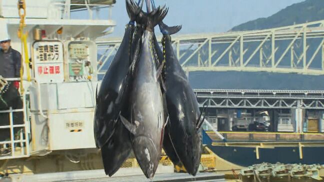 「クロマグロ」大型多く、平均重量およそ100キロ 資源回復などを理由に漁獲枠増…今季の漁が終了 境港|TBS NEWS DIG