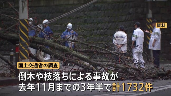 倒木や枝の落下 3年半の間で1732件 全国の公園・道路で うち1件が東京・日野市の死亡事故|TBS NEWS DIG