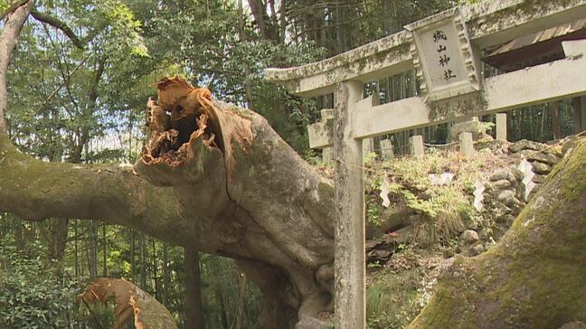 「倒れてみて大切だったなと思う」町の天然記念物「双幹の欅」が折れる 台風10号が影響か 山梨・市川三郷町|TBS NEWS DIG