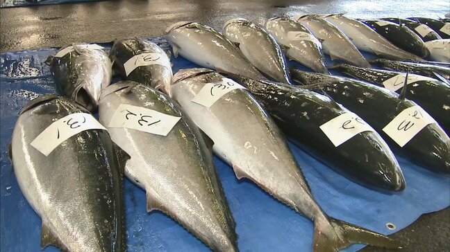 出世魚の王様「ブリ」から日本の食文化と方言の深い関係を言語学者が解説|TBS NEWS DIG