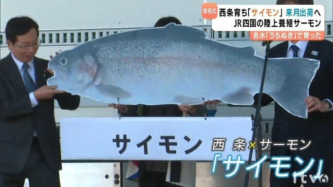 養殖サーモン事業手がけるJR四国 鉄道事業以外での収益確保を目指す 全国各社には地域差も JR東海は売り上げの約8割が“本業”など|TBS NEWS DIG