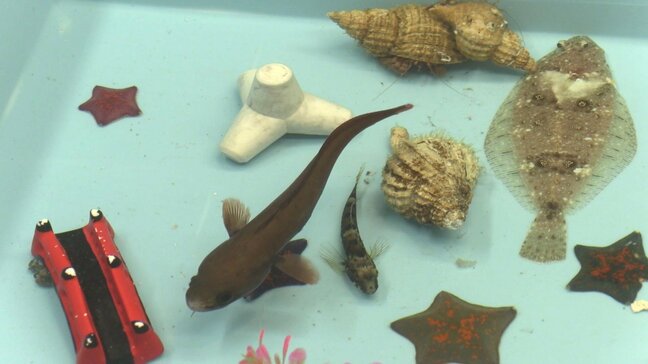 魚に直接タッチ&覗き水槽が人気「磯の生物展」開催 ウマヅラハギやツネメバル展示、4と0の付く日はえさやり体験も 岩手・宮古市|TBS NEWS DIG