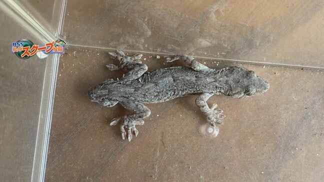 一瞬困惑…「双頭?」“頭が2つ”あるように見える謎の生き物を民家の縁側で発見 その正体は?|TBS NEWS DIG