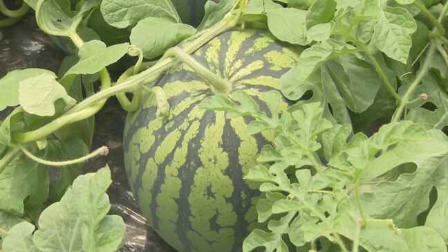 スイカ盗難ゼロへ　生産者らのパトロール隊出発|TBS NEWS DIG