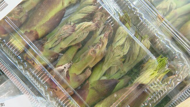 春の味覚！山菜が最盛期　信州新町の道の駅にぎわう　タラノメやワラビ、コシアブラなど10種類ほどが並ぶ　長野|TBS NEWS DIG