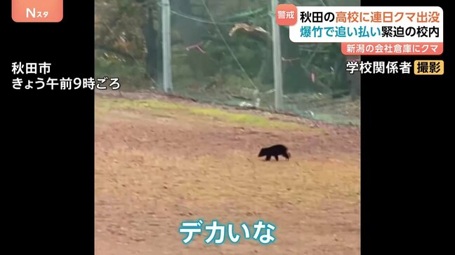秋田2日連続クマが高校に出没 校内では爆竹で追い払いも|TBS NEWS DIG