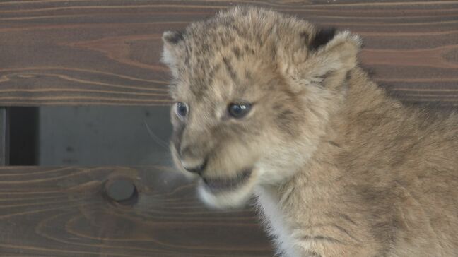 ｢とことこ歩いてた｣　15年ぶり一度に4頭　ライオンの赤ちゃん誕生　一般公開始まる　山口・美祢|TBS NEWS DIG