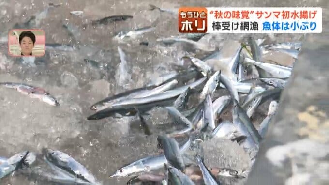 根室市の花咲港に初水揚げされたサンマ