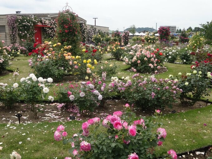 全国で2か所、競馬場にある英国庭園「ローズガーデン」見頃　福島|TBS NEWS DIG