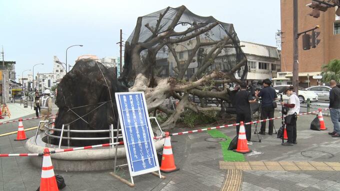 台風6号で倒れた沖縄市のガジュマル　原因は強風　一時的に移植が決定|TBS NEWS DIG