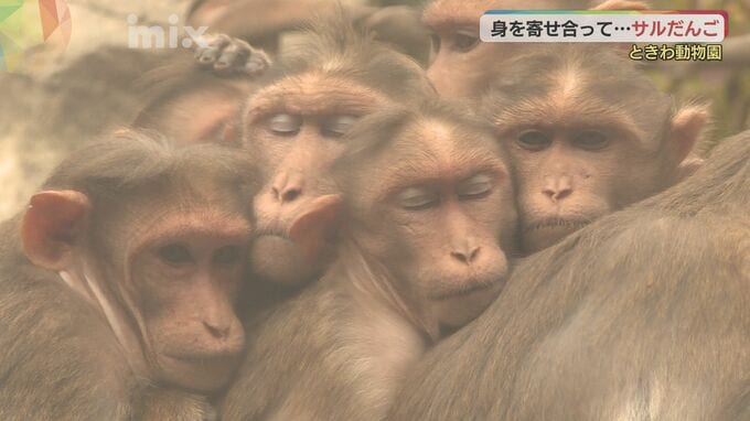 今季一番の冷え込み～サルだんごで暖を取る　山口県宇部市|TBS NEWS DIG