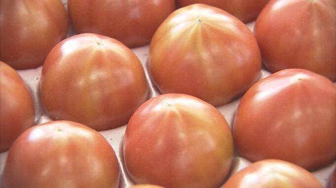 「優しい味に仕上がっております」　人気ブランド！大原トマト出荷　鳥取県・倉吉市　|　BSSニュース | BSS山陰放送