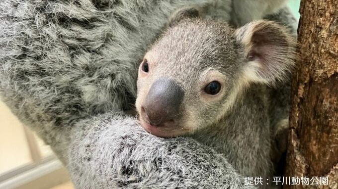 赤ちゃんコアラがこんにちは　平川動物公園で20頭目|TBS NEWS DIG