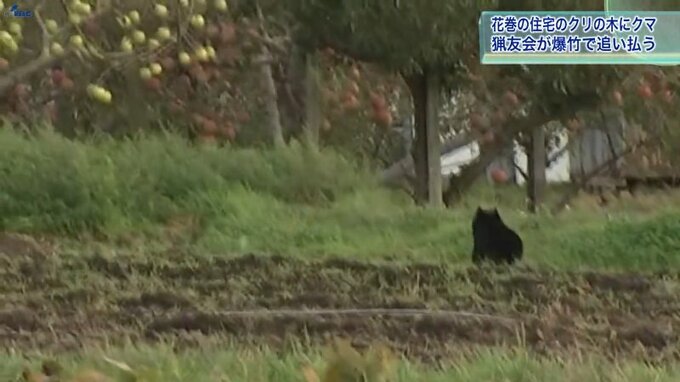 ブナの実「大凶作」　クマの“主食”の一つ　餌求め人里へ　岩手は7年ぶりの豊凶指数「0.0」　引き続き出没に警戒・注意を　|　IBC NEWS | IBC岩手放送