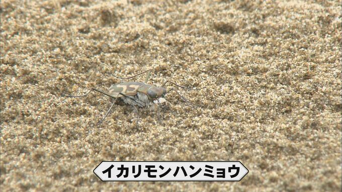 【前編】本州で唯一、能登の海岸に「保水力の高い砂浜」がカギ「奇跡の昆虫」イカリモンハンミョウ|TBS NEWS DIG