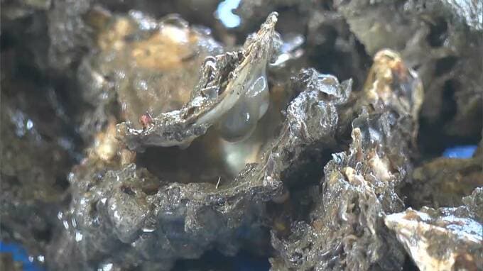 【養殖カキ大量死】日本政策金融公庫の各支店や商工会議所など約20か所に特別相談窓口を設置【岡山】|TBS NEWS DIG