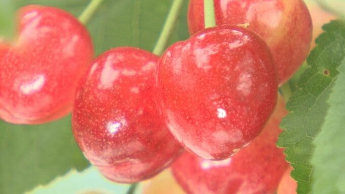 「初夏を感じる甘酸っぱさ」　ハウスのサクランボ『高砂』初収穫　天候に恵まれ糖度や色づき良好　山梨・南アルプス市　|　山梨のニュース | ＵＴＹテレビ山梨