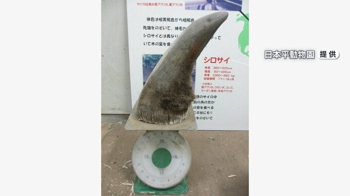 「なぜそんなもの盗んだのか」「早く返して」　動物園で展示の“サイの角”盗まれる　展示スペースのガラスに大きな穴…希少で密猟が問題に（静岡県）|TBS NEWS DIG