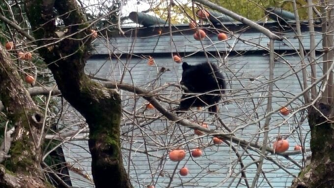 【画像】民家近くの柿の木の上にクマ　緊急銃猟で駆除　現場は駅の近く（山形・庄内町）|TBS NEWS DIG