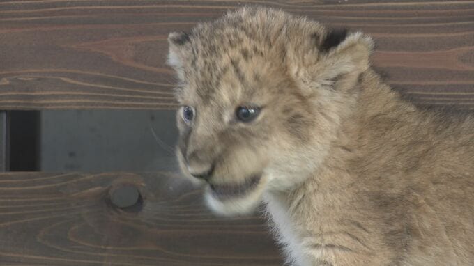 ｢とことこ歩いてた｣　15年ぶり一度に4頭　ライオンの赤ちゃん誕生　一般公開始まる　山口・美祢|TBS NEWS DIG