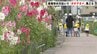 「たくさんの花が咲いていてきれい」高知市の川沿いで“タチアオイ”が見頃　約4000本が咲き誇る　|　高知のニュース・天気｜KUTV NEWS | KUTVテレビ高知