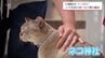 SNSで話題　1200年の歴史誇る神社が「ネコ神社」に　七福猫や保護猫譲渡会で良縁つなぐ　川南町・白髭神社　|　MRTニュース ｜ ＭＲＴ宮崎放送