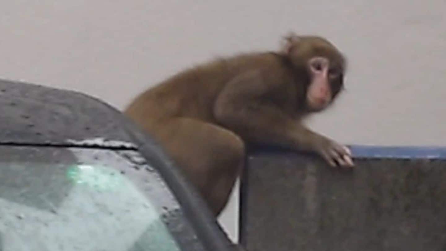 サル出没 天文館・与次郎・谷山などの市街地にも 鹿児島市の広範囲で