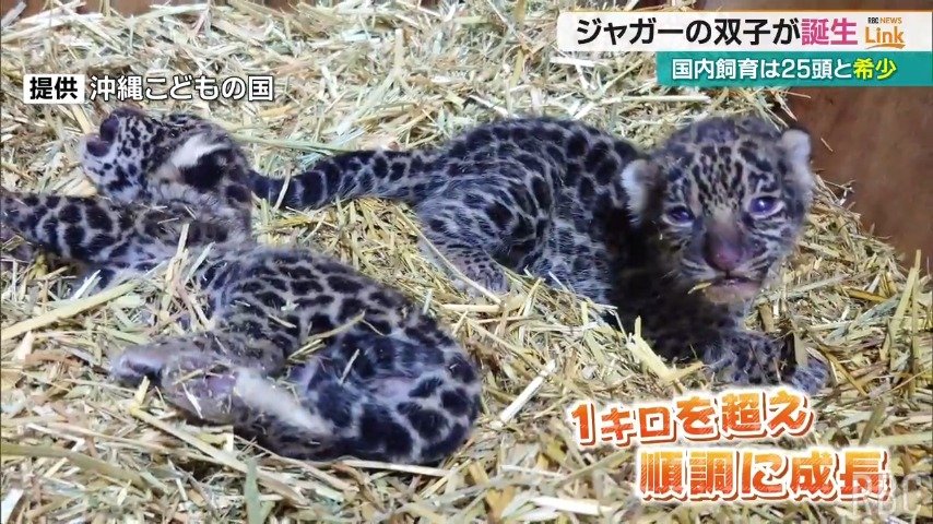 ジャガーの双子が誕生　沖縄こどもの国